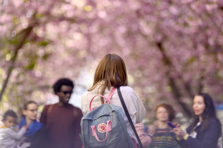 Kirschblüte 2022 in Bonn