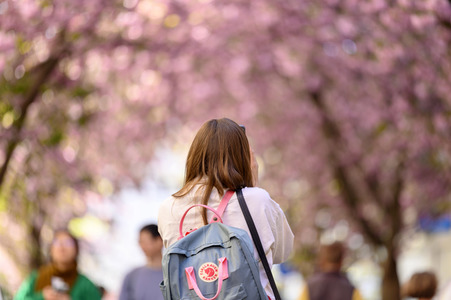 Kirschblüte 2022 in Bonn