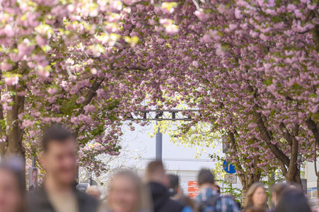 Kirschblüte 2022 in Bonn