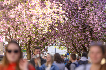 Kirschblüte 2022 in Bonn