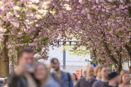 Kirschblüte 2022 in Bonn
