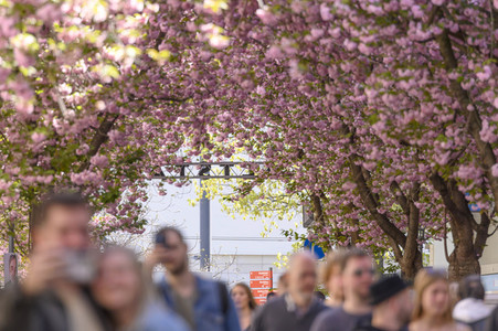 Kirschblüte 2022 in Bonn