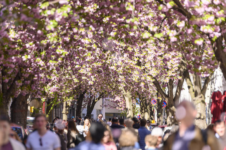 Kirschblüte 2022 in Bonn