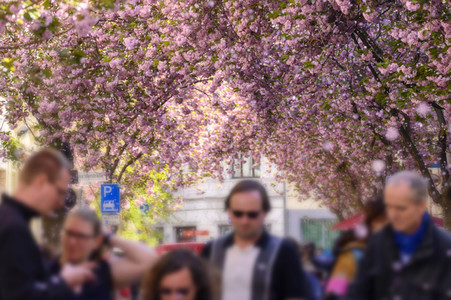Kirschblüte 2022 in Bonn