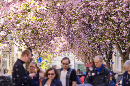 Kirschblüte 2022 in Bonn