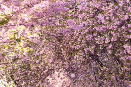 Kirschblüte 2022 in Bonn