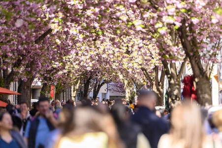 Kirschblüte 2022 in Bonn