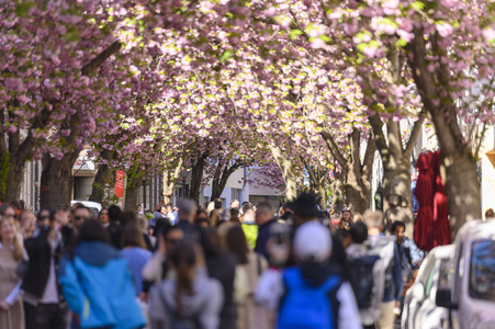 Kirschblüte 2022 in Bonn