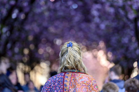 Kirschblüte 2022 in Bonn