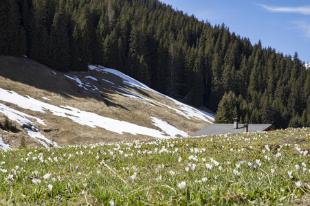 Schneeschmelze in den Schweizer Alpen