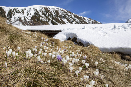 Schneeschmelze in den Schweizer Alpen