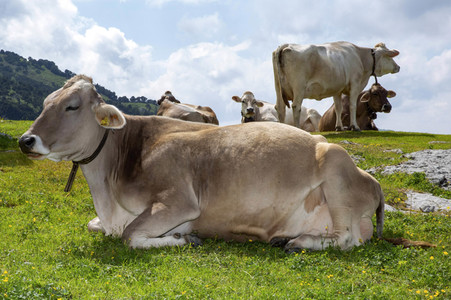 Symbolfoto Braunvieh