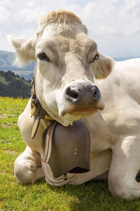 Symbolfoto Braunvieh