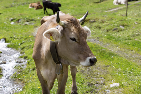 Symbolfoto Braunvieh