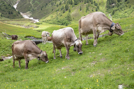 Symbolfoto Braunvieh