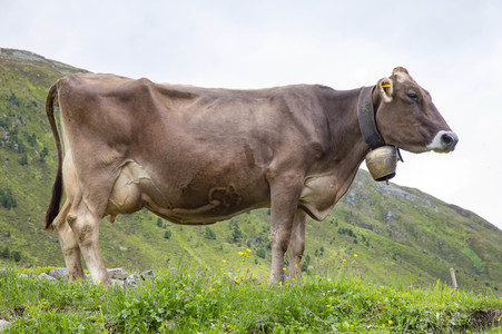 Symbolfoto Braunvieh