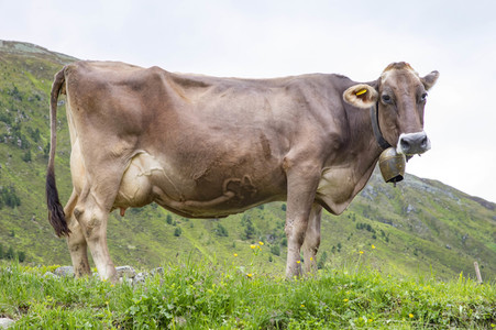 Symbolfoto Braunvieh