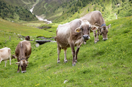 Symbolfoto Braunvieh