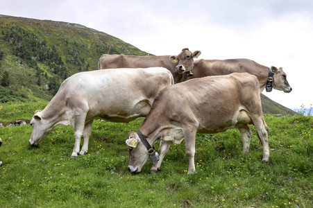 Symbolfoto Braunvieh