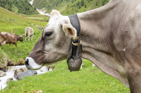 Symbolfoto Braunvieh