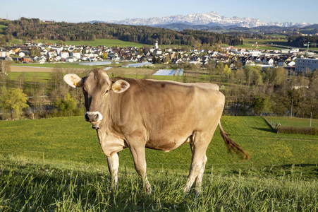 Symbolfoto Braunvieh