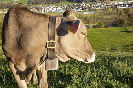 Symbolfoto Braunvieh