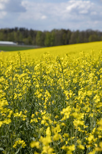 Frühling in der Schweiz