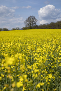 Frühling in der Schweiz