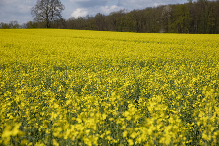 Frühling in der Schweiz