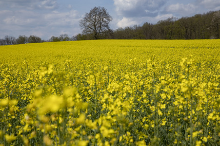 Frühling in der Schweiz