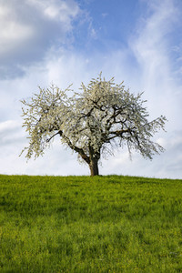 Frühling in der Schweiz