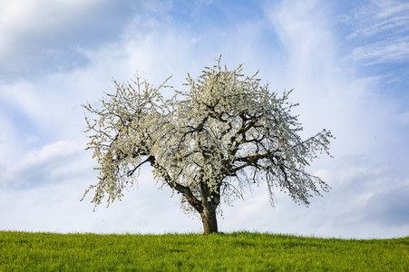 Frühling in der Schweiz