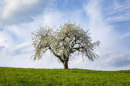 Frühling in der Schweiz