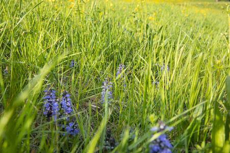 Frühling in der Schweiz