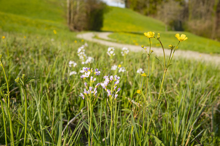 Frühling in der Schweiz