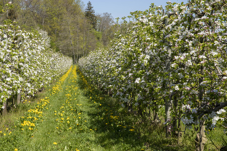 Frühling in der Schweiz