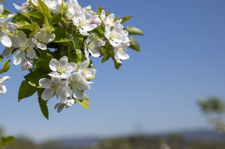 Frühling in der Schweiz