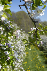 Frühling in der Schweiz