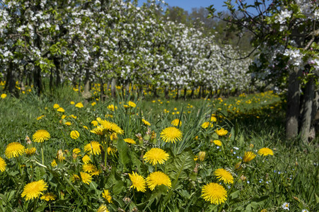 Frühling in der Schweiz