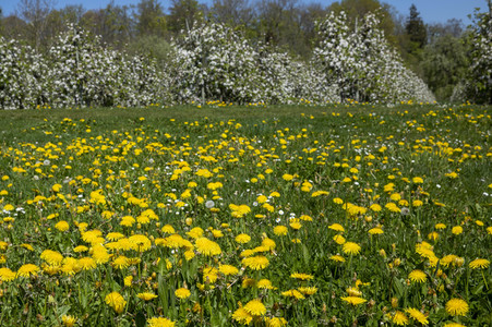 Frühling in der Schweiz