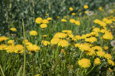 Frühling in der Schweiz