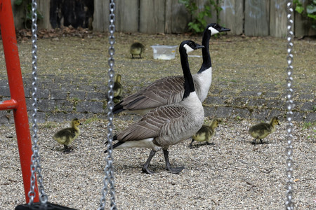 Gänsenachwuchs in Bergkamen