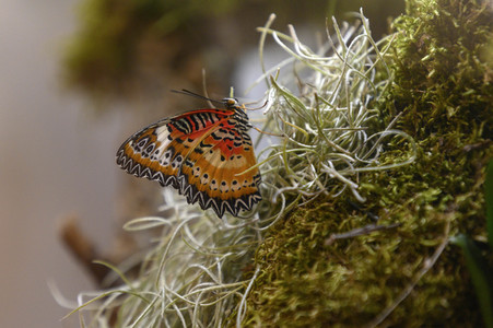 Heimtiermesse Interzoo in Nürnberg