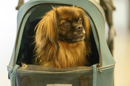 Heimtiermesse Interzoo in Nürnberg