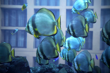 Pressefrühstück im AquaDom & Sea Life Berlin