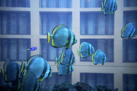 Pressefrühstück im AquaDom & Sea Life Berlin
