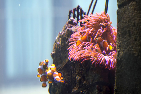Pressefrühstück im AquaDom & Sea Life Berlin