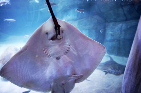 Pressefrühstück im AquaDom & Sea Life Berlin