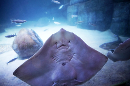 Pressefrühstück im AquaDom & Sea Life Berlin
