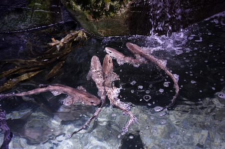 Pressefrühstück im AquaDom & Sea Life Berlin